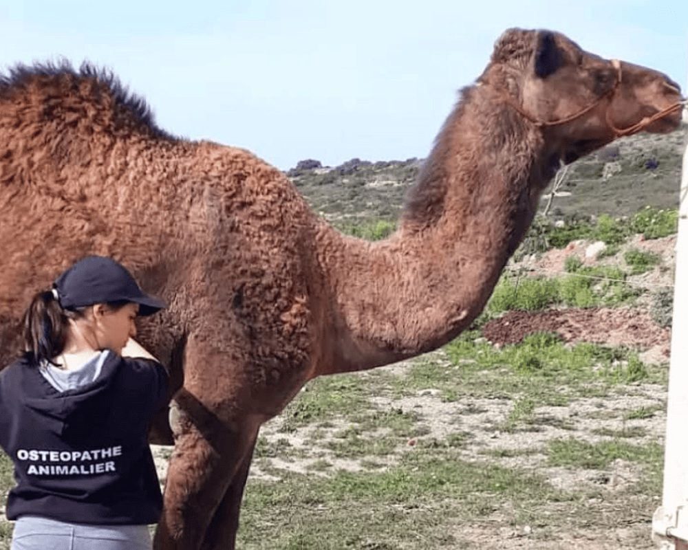 Camel Care