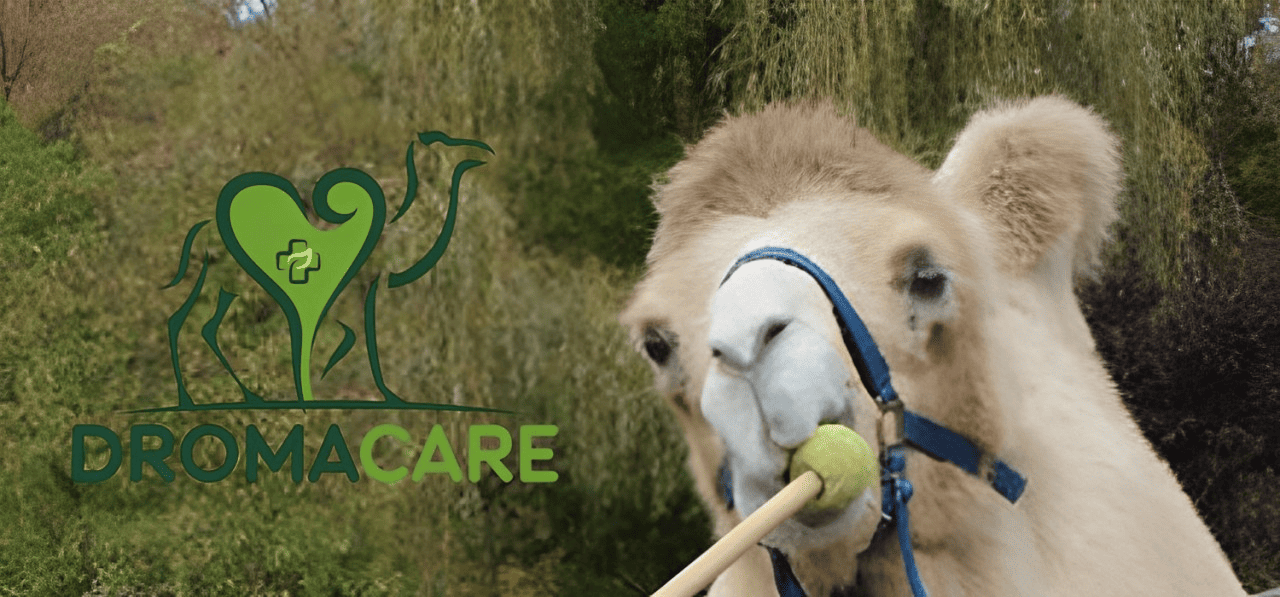 Behavioral Training for Camelids