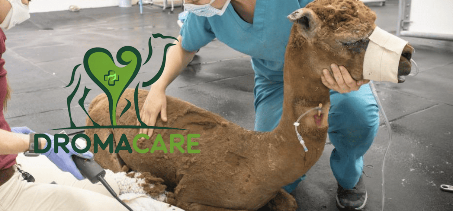 Emergency Assistance for Camelids