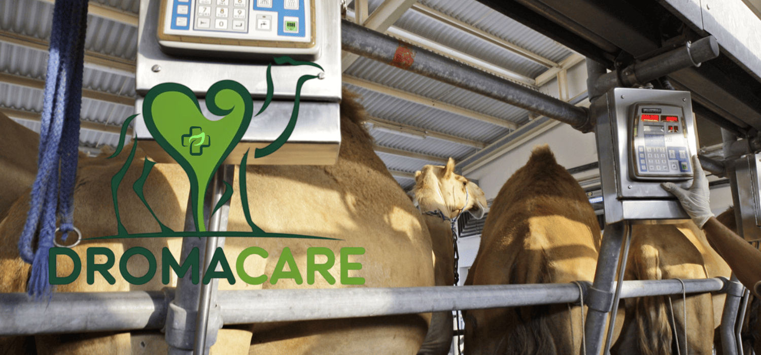 Logistical Consulting for Camelid Operations