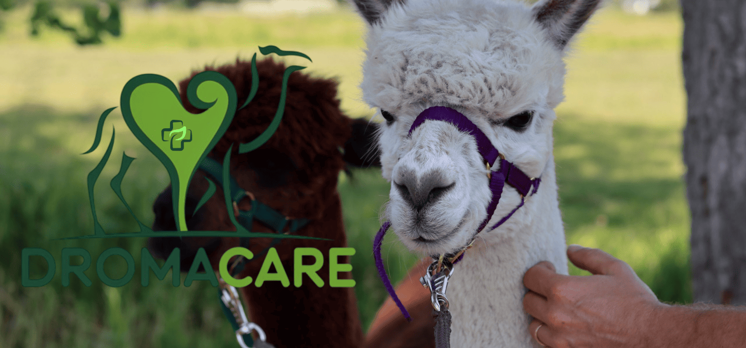 Wellness Programs for Camelids